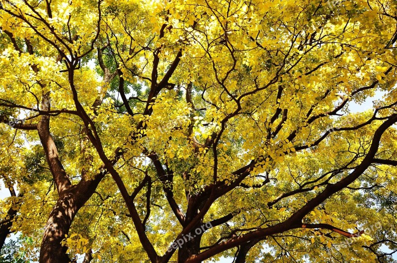 Autumn Golden Yellow Shade Growth Fertility