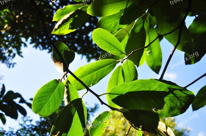 Light And Shadow Sky Sunny Green Plant