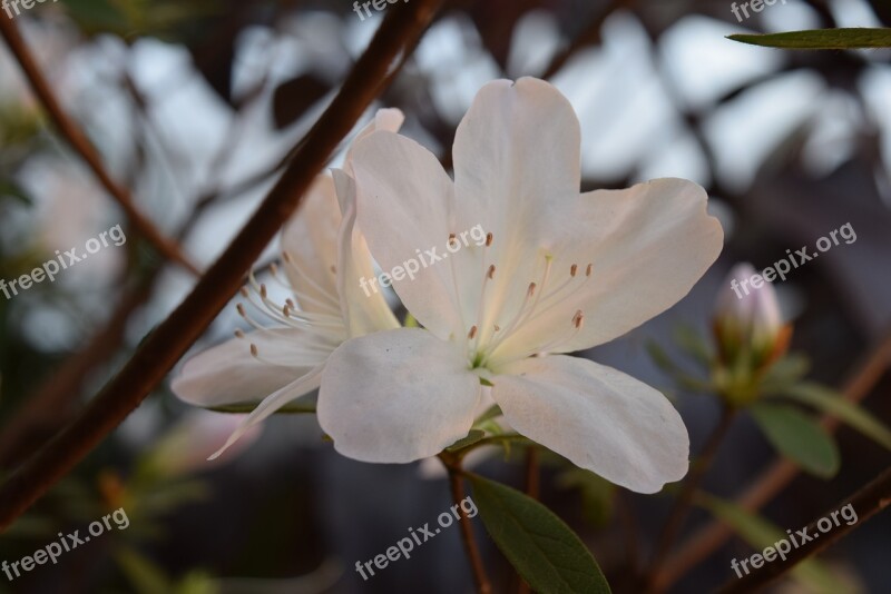 Azalea White Garden Pistils Flower