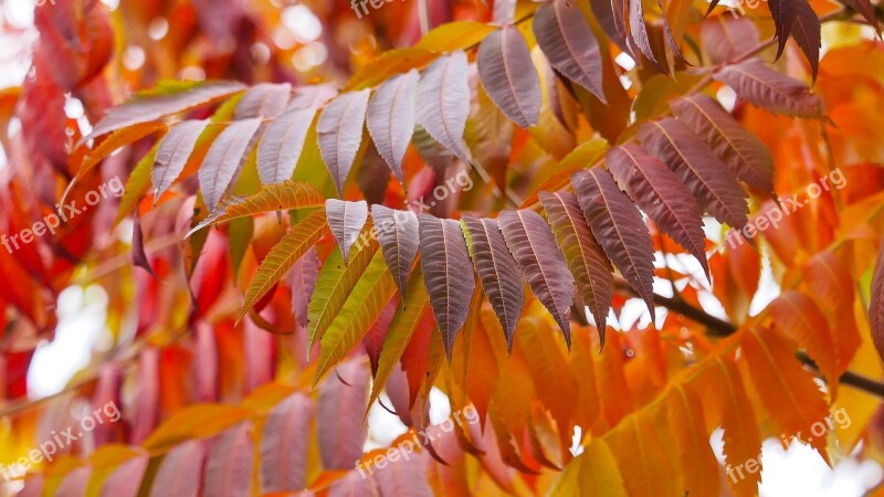 Sumac Leaves Staghorn Red Leaves Fall Autumn Leaves