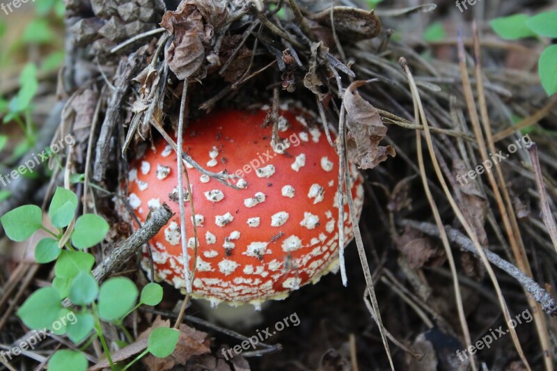 Fly Agaric Mushroom Toadstool Red Fly Agaric Mushroom Nature