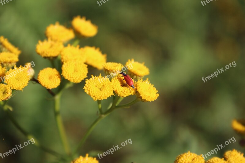 Yellow Flowers Flowers Yellow Beetle Red Beetle