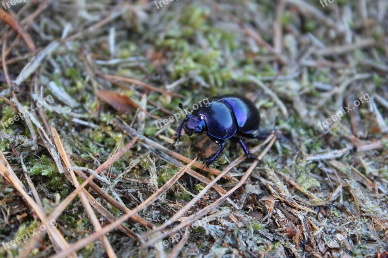 Dung Beetle Skrarabäus Forest Floor Forest Pine Needles