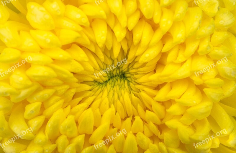 Flowers Nature Plants Autumn Chrysanthemum