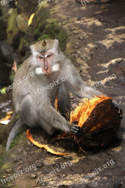 Bali Monkey Coconut Portrait Color