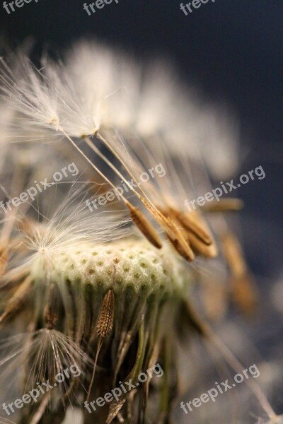 Seed Head Dandelion Seeds Plant Weed