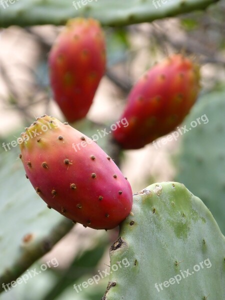 Chumbo Prickly Pear Prickly Pear Cactus Shovels Cactus