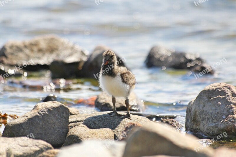 Bird Chick Cub Small Haematopus Ostralegus