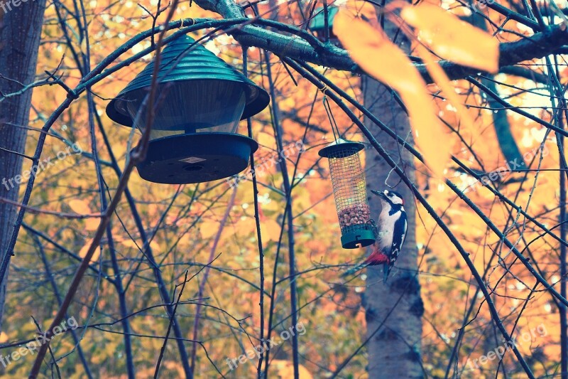 Woodpecker Autumn Bird Nature Wildlife