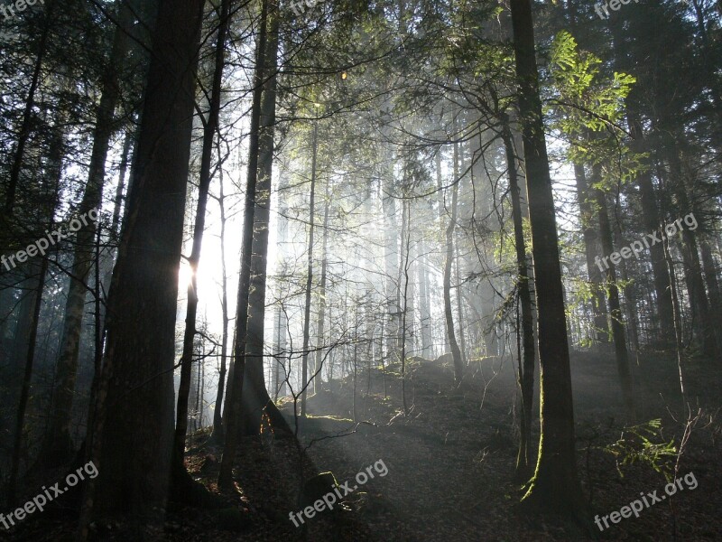 Forest Light Switzerland Nature Landscape