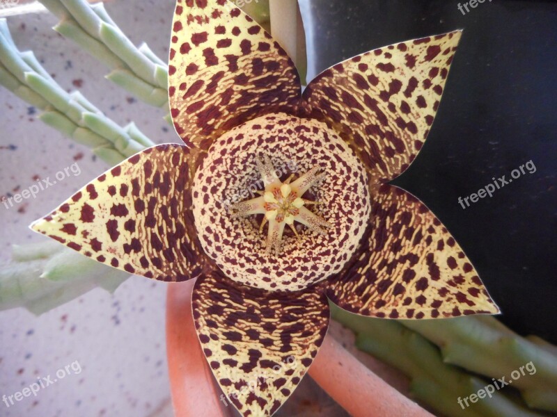 Cactus Cactus Flower Flowers Beauty Flowering