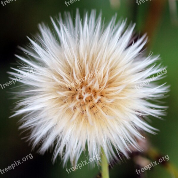 Sow Thistle Seed Head Nature Plant Weed