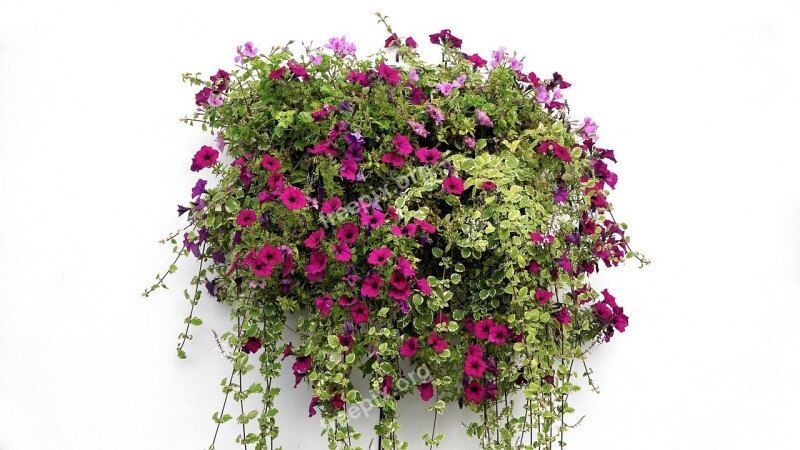 Hanging Basket Flowers Hanging Basket Green