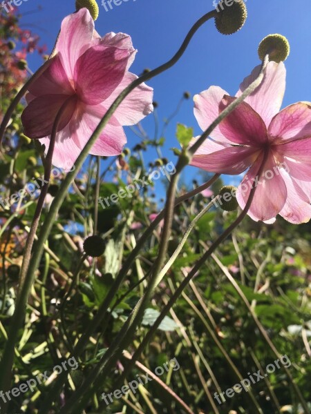 Autumn Flowers Garden Mallow Garden Plant Plant