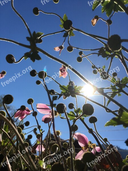 Autumn Flowers Mallow Sun Mauve Mallow Free Photos