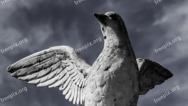 Peace Wounded In Danger Pigeon Symbol