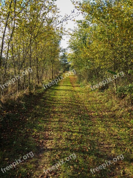 The Path Forest Autumn Nature Spacer