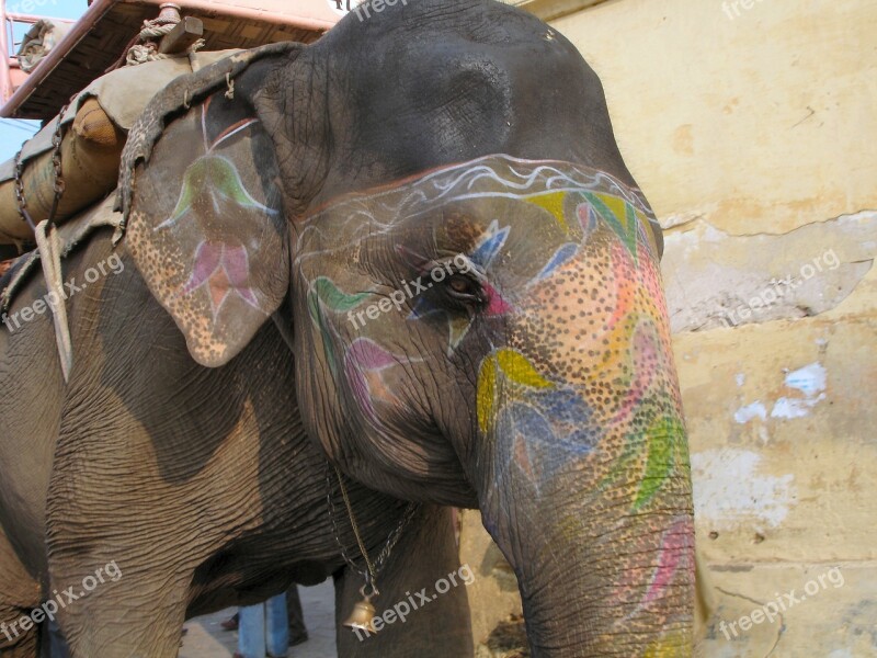 Elephant Animal India Decoration Painted