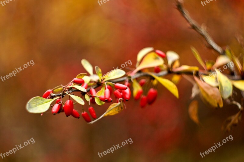 Autumn Foliage Branch Briar Free Photos