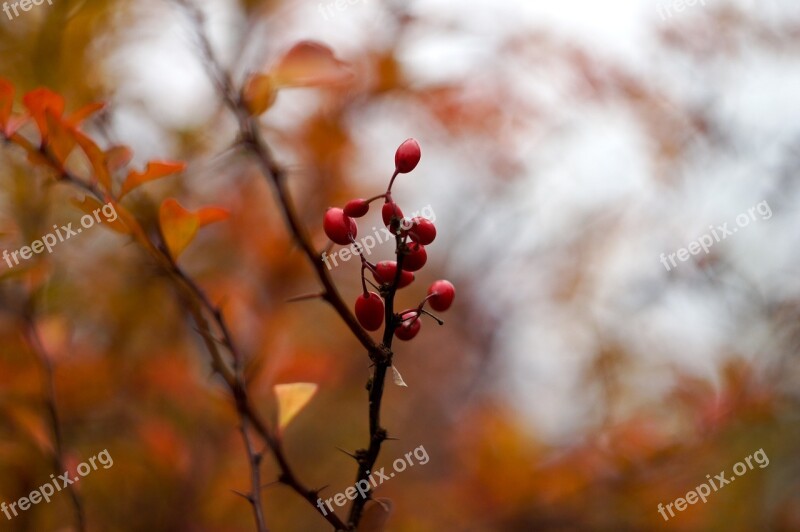 Autumn Foliage Branch Erica Free Photos