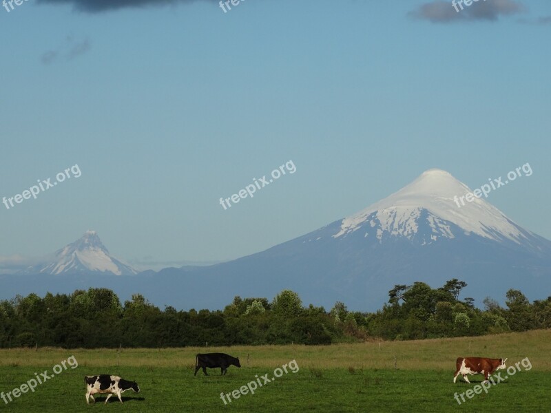 Osorno Volcano Cow Field Prairie Landscape