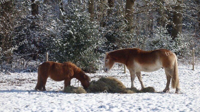 Horses Winter Horse Snow Forage