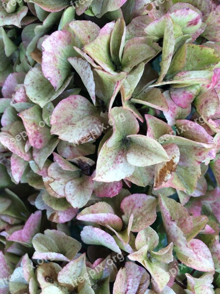 Hydrangeas Flowers Blossom Bloom Free Photos