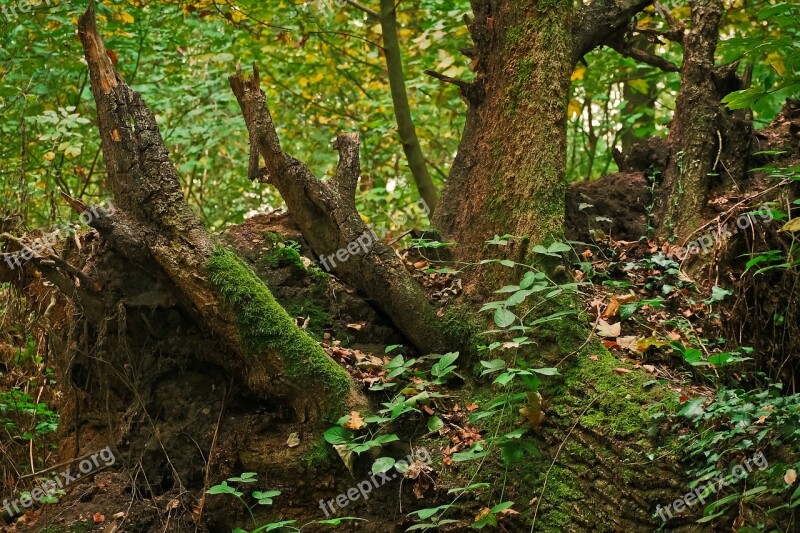 Tree Tree Stump Nature Forest Wood