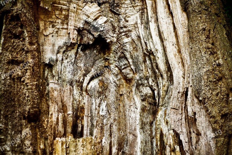 Tree Tree Bark Log Nature Tribe