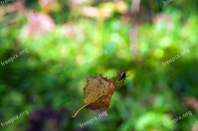 Summer Sheet Spider Leaves Nature