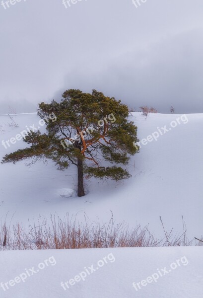 Snow Pine Cloud Winter Trees