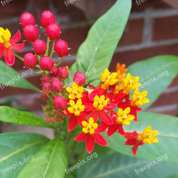 Tropical Milkweed Milkweed Flower Plant Blossom