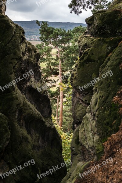 Pine Rock Crevice View By Looking