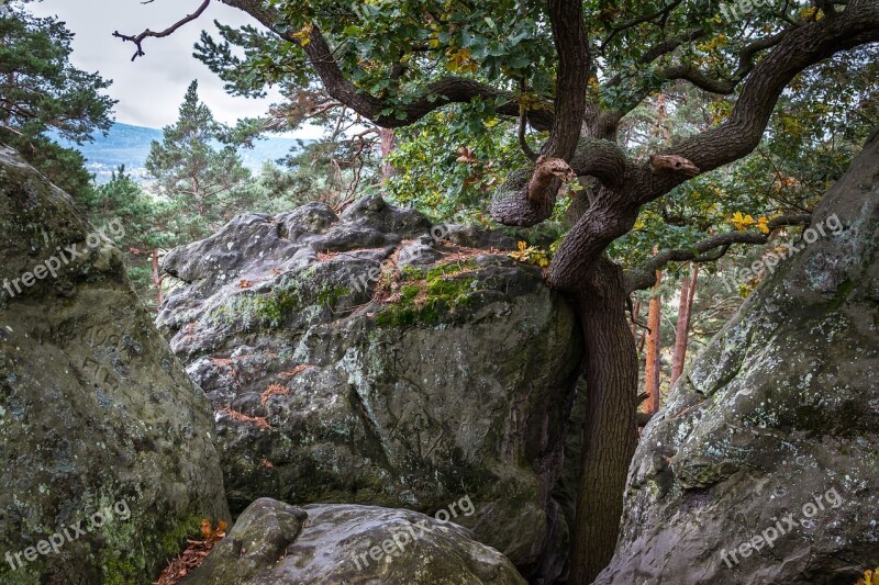 Oak Rock Devil's Wall Hiking Resin