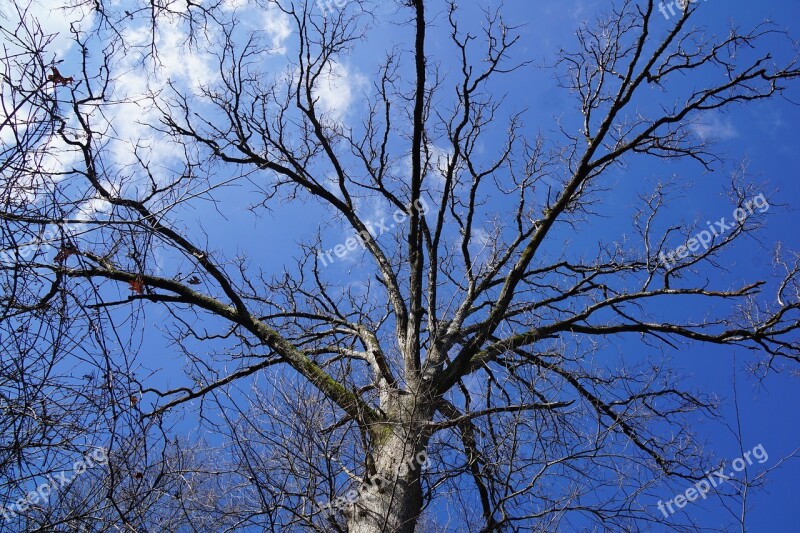 Winter Tree December Wither Free Photos