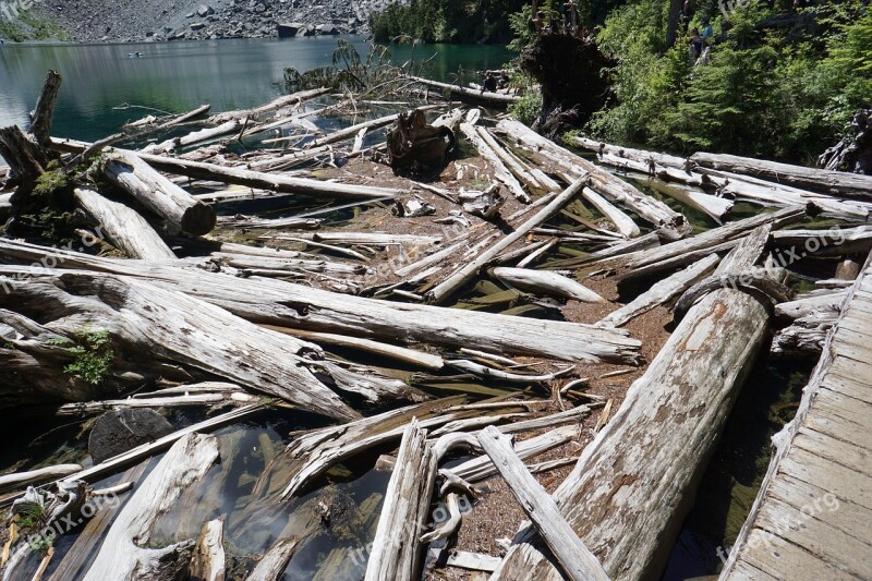 Wood Logs Fallen Cut Timber