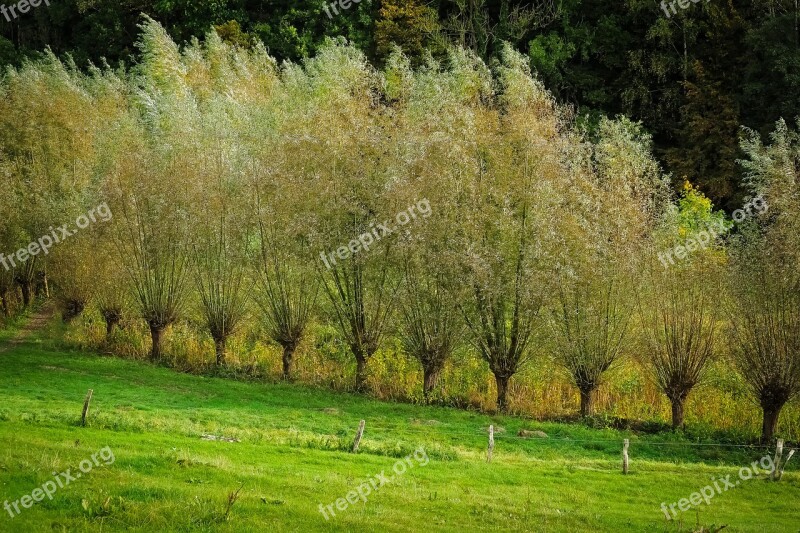 Graze Trees Nature Branches Braid