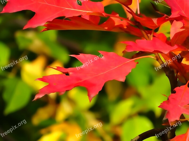 Autumn Foliage Autumn Gold Collapse Watercolor