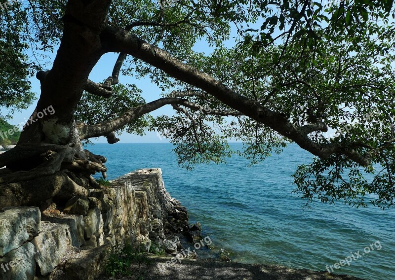 In Yunnan Province Fuxian Lake Trees Lake Shore