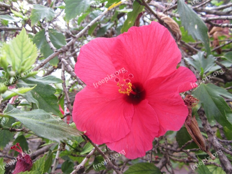 Flower Pink Nature Summer Plants Flora