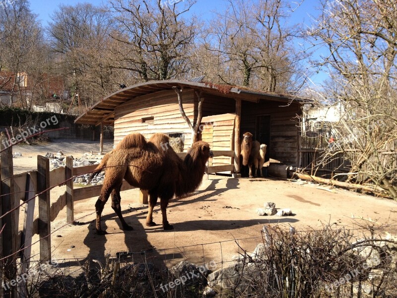 Zoo Camel Zurich Park Farm