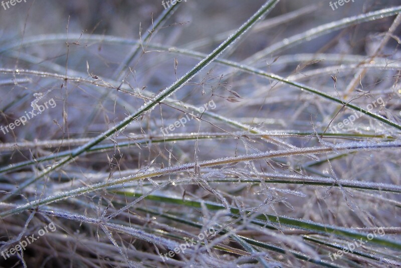 Grass Frost Ground Frost Meadow Winter