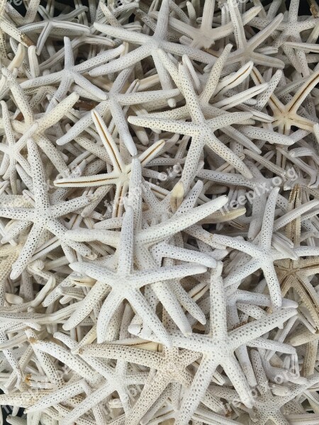 Starfish Star Fish Delicate White