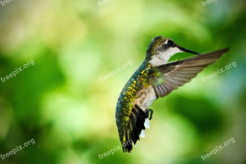 Hummingbird In Flight Summer Bird Nature