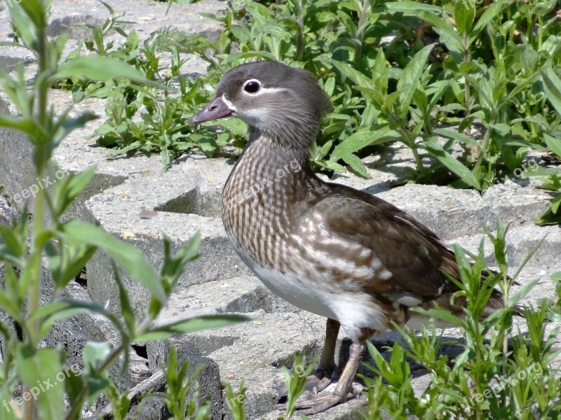 Duck Bird Water Nature Wildlife