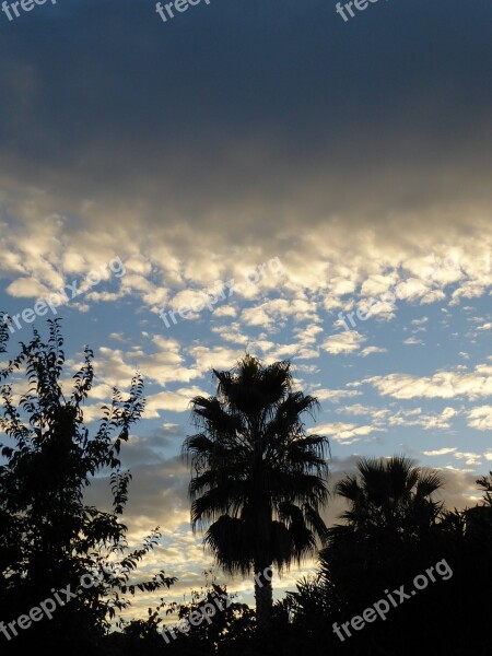 Palms Sunset Clouds Skies Evening