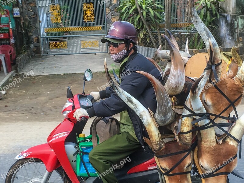 Vietnam Motor Scooter Buffalo Head Free Photos