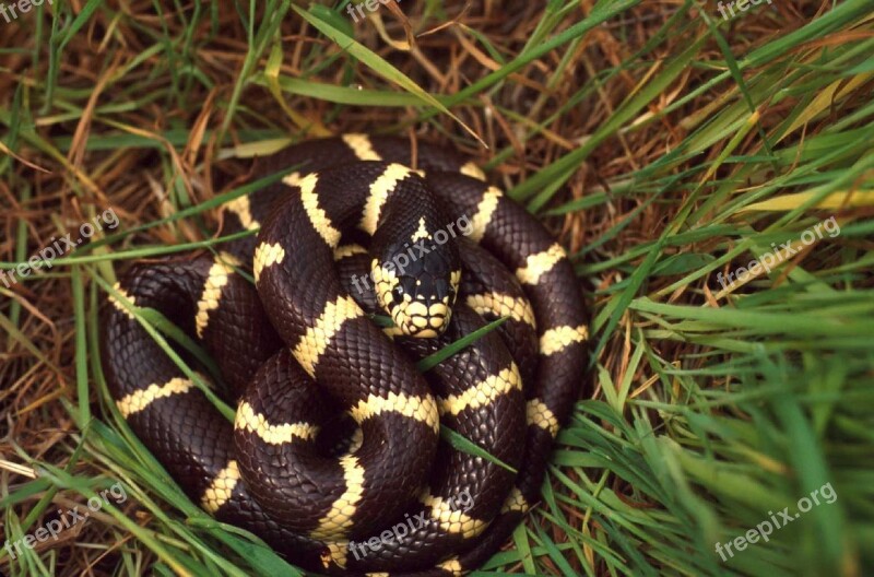 California Kingsnake Nonvenomous Reptile Colubrid Snake