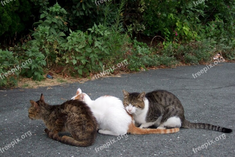 Three Cats Felines Looking Cute Sitting