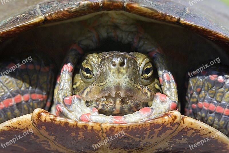 Painted Turtle Portrait Reptile Head Shell